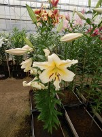 [3155 Alfieri World B No01.JPG]